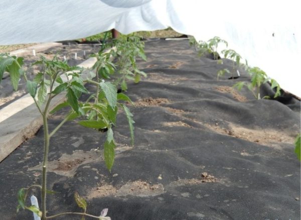  Tomate sub materialul de acoperire