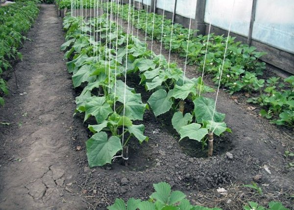  La ce distanta sa planteze castravetii