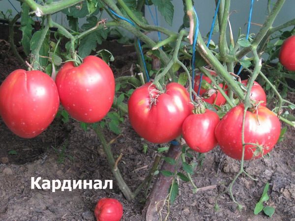  On each brush varieties can be placed 5-7 fruits