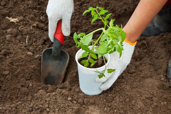  Planting of seedlings in the ground is made in late May-early June