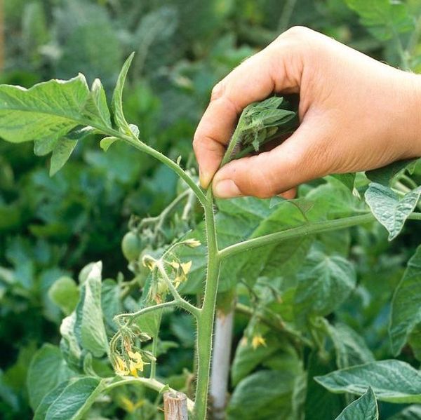  At the highest grade bushes, you need to pinch the growing point.