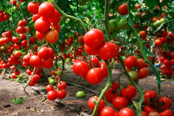  Cultivo agrícola de tomates.