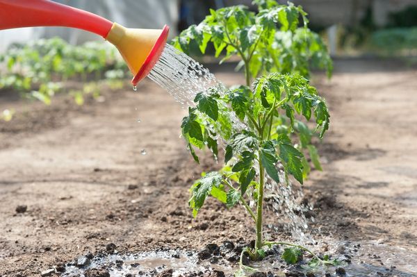  En campo abierto, el riego de los tomates se realiza 1-2 veces a la semana.
