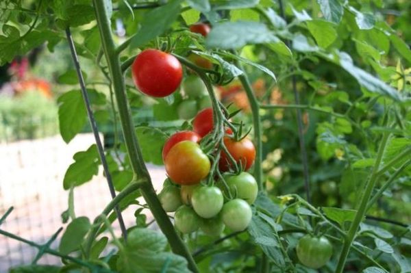  Variedades de tomates resistentes al fito-flúor.
