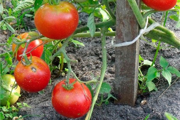  Pentru ca fructele să fie frumoase și sănătoase - este necesar să se utilizeze fungicide