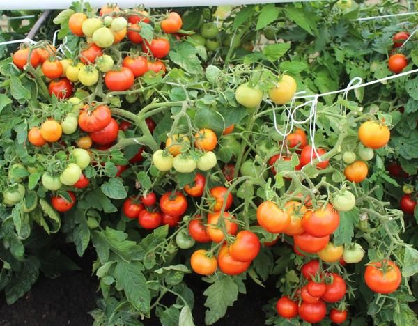  Tomato Irina F1