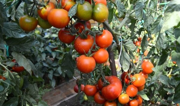  Os tomates Klusha toleram flutuações de temperatura e são resistentes às principais doenças das culturas solanáceas.
