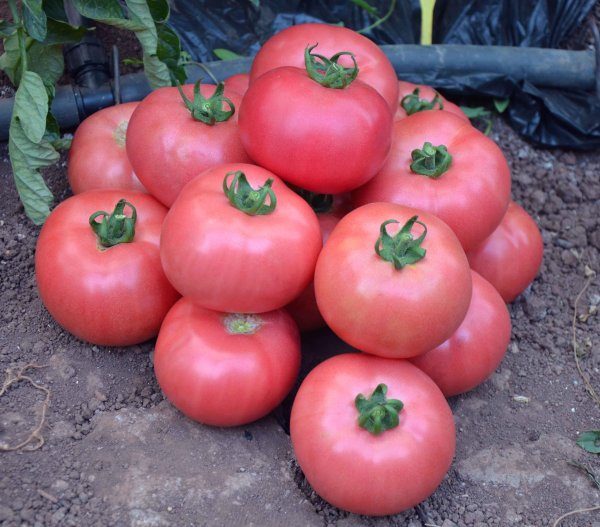  Tomato hibrid varietate Zmeură Jingle