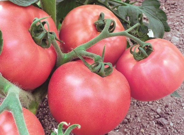  Tomate De Frambuesa Jingle