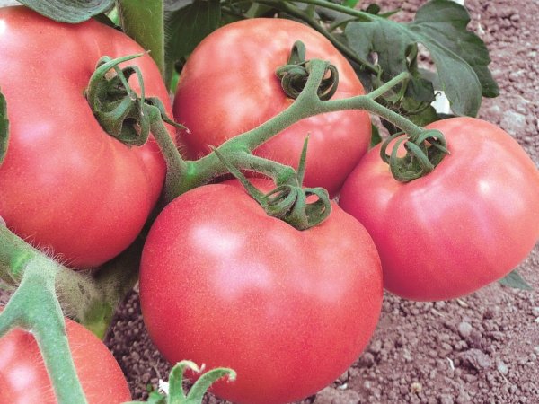  Tomato zmeură Jingle