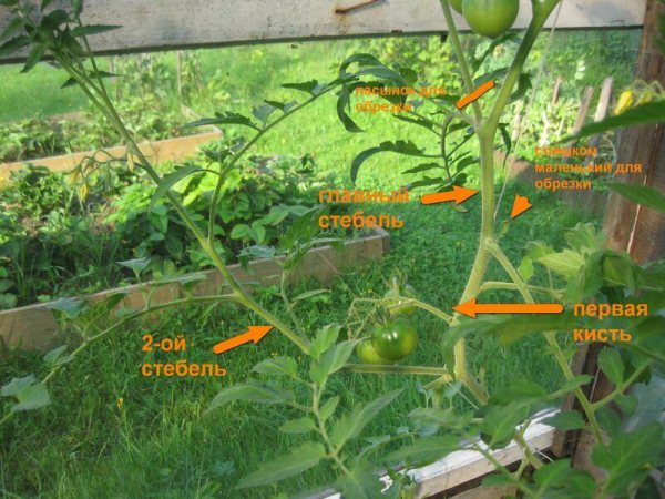  Formazione di un cespuglio di un pomodoro in due gambi