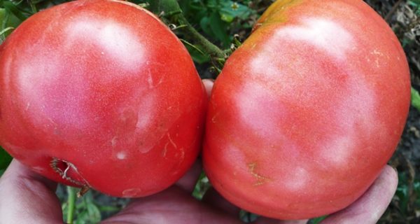  Frutas de tomate tapa monomakh close up