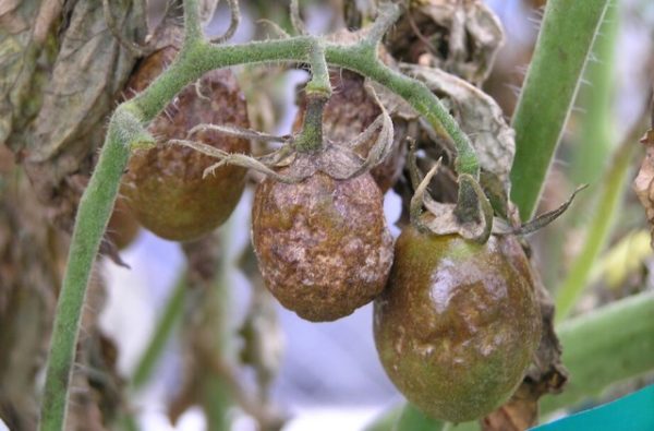  Phytophthora disease in the vicinity
