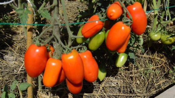  Pomodoro Rio Grande