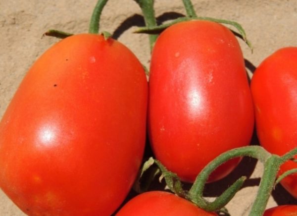 Pomodoro rio grande vicino