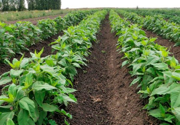  Ierusalimul este rezistent la boli și dăunători și nu necesită tratament cu pesticide