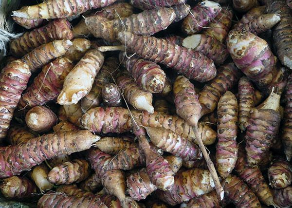  Dacă rădăcinile sunt înghețate, nu își vor pierde proprietățile nutriționale, dar nu pot suporta soarele direct.