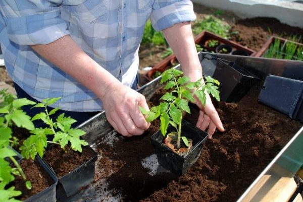  Îngrijirea răsadurilor de tomate