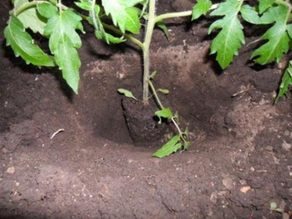  Plantarea răsadurilor de roșii în sol deschis