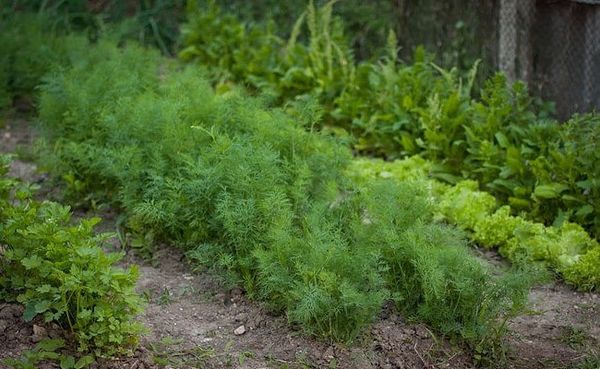  Cum să plantați mărarul și patrunjelul în țară