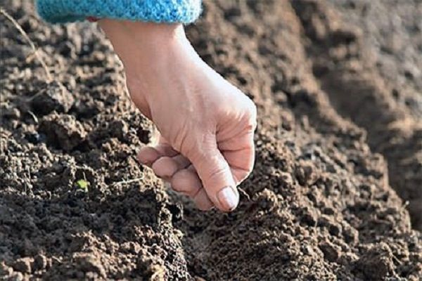  Pentru mararul de plantare pregătiți adâncimea brazdei de aproximativ 2 cm