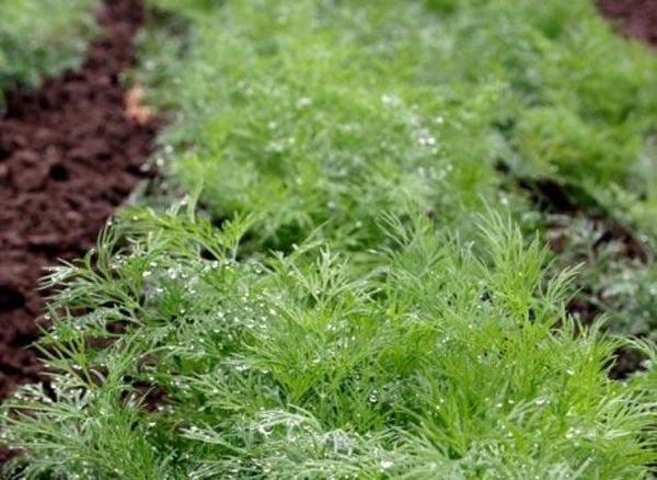  Cultivarea mărarului pe verde