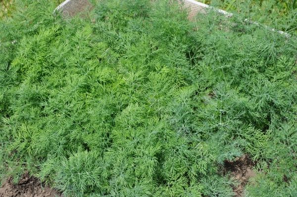  Dill precisa de um lugar ensolarado e bem iluminado