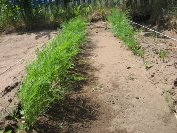  Letti di aneto in giardino
