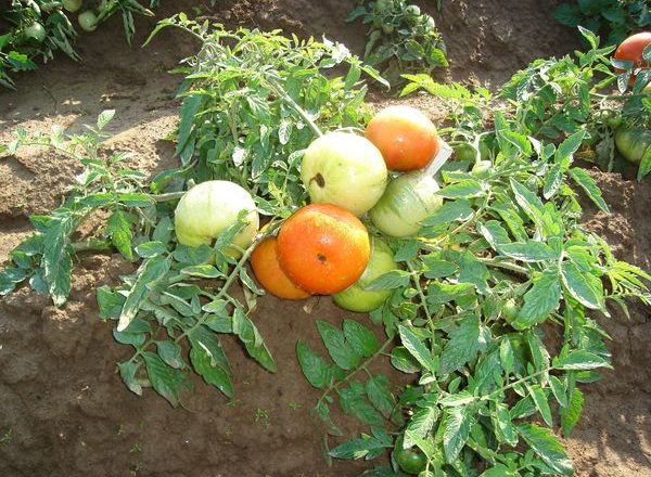 Tomates para la región de Moscú que no requieren pasynkovaniya