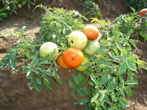  Tomatele pentru regiunea Moscovei nu necesită pasynkovaniya