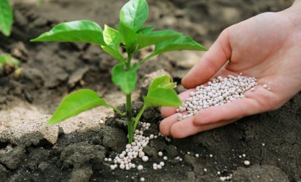  Nitrophoska è ben solubile in acqua e facilmente assorbito dalle radici della pianta.