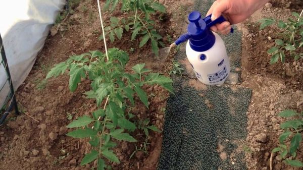  Per i pomodori è meglio usare la nitrofosica fosforica