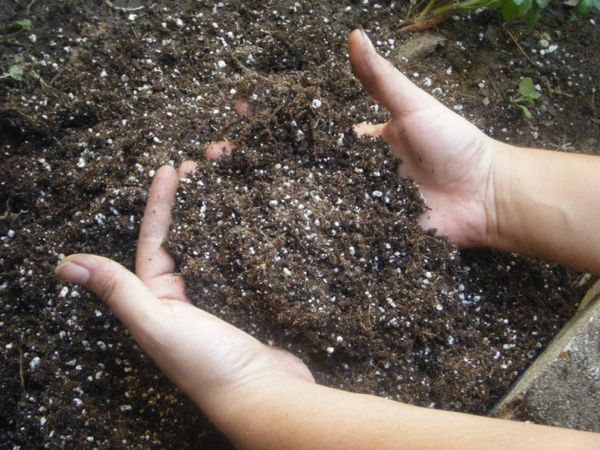  Per la patata la nitrofosca deve mescolarsi con il terreno quando si prepara