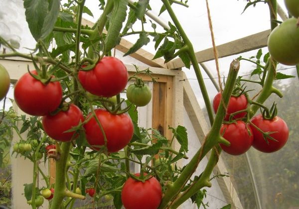  Care sunt primele soiuri de plante de tomate în seră?