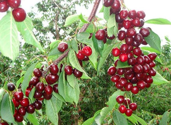  Dulce cereza toro corazón