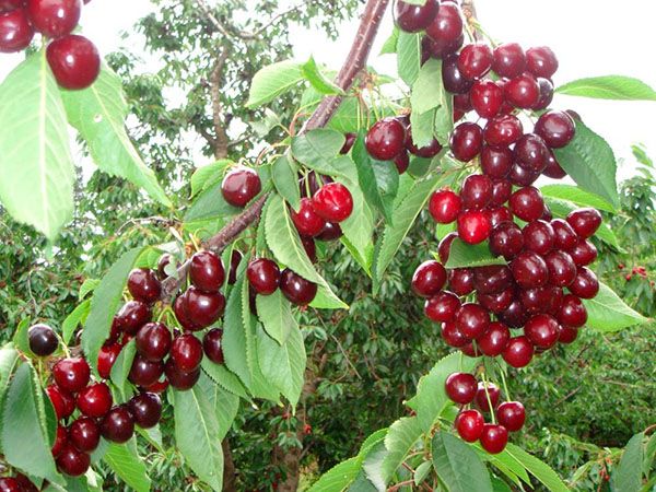  Dulce cereza toro corazón
