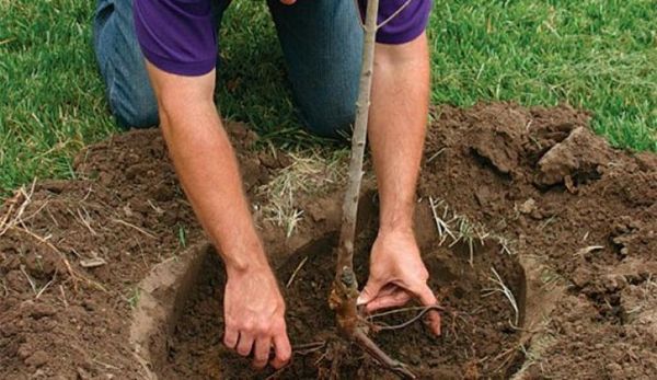  El lado sur de la parcela es el más adecuado para plantar un retoño de corazón de toro.