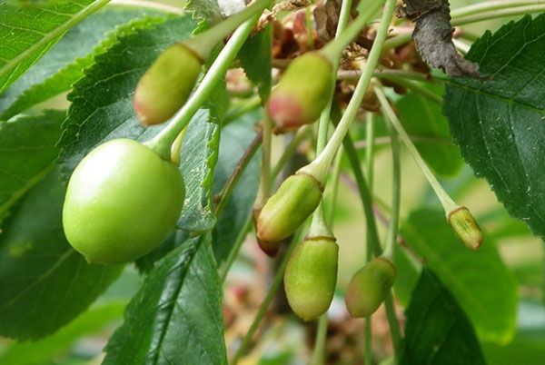  La cereza dulce de esta variedad es muy amante de la luz.