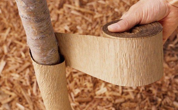  In the winter, to protect against rodents, the cherry stem is tied with nonwoven fabric