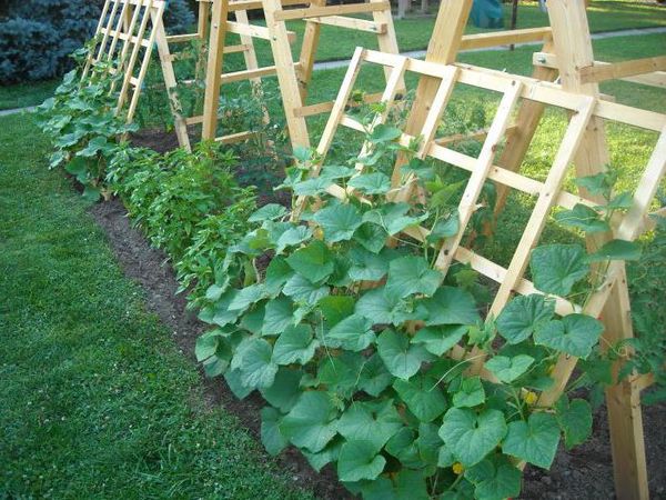  Grad de îngrijire după plantare