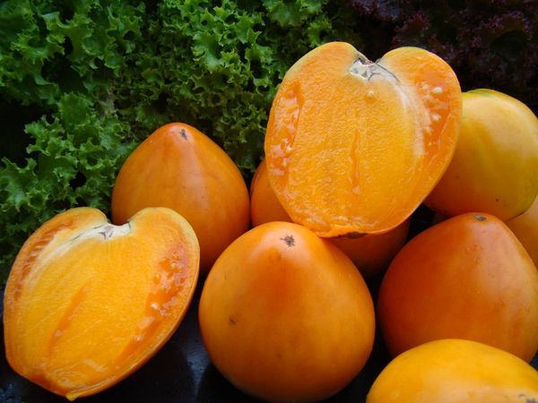  Descrierea și caracteristicile varietății de miere spa