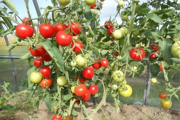  Care sunt primele soiuri de plante de tomate în seră?