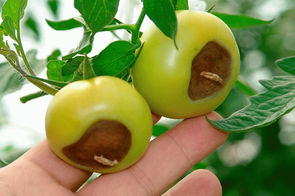  Rotación de tomate Top Rot
