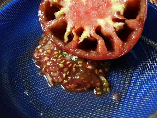  Very often, infection occurs through self-collected seed.