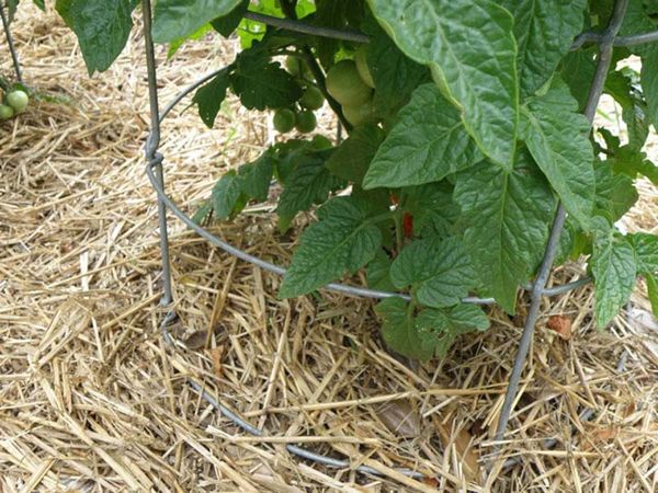  Mulching is one way to prevent vertex rot.