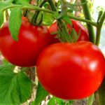  Tomates abertos para a Bielorrússia