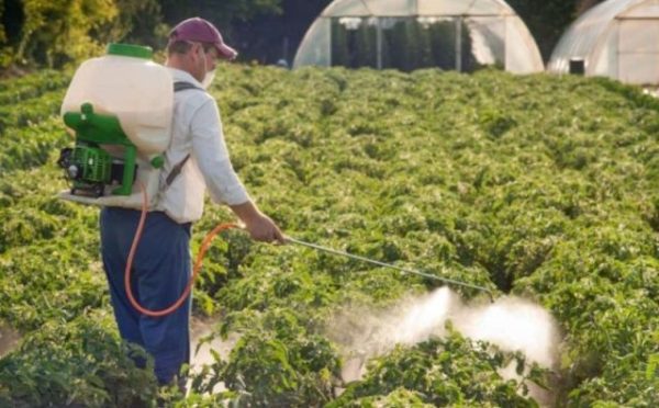  Spraying Calcium Nitrate Tomato