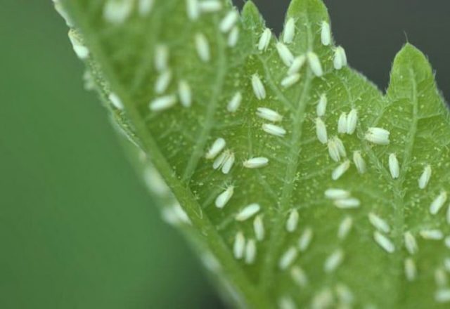  White midges on tomato