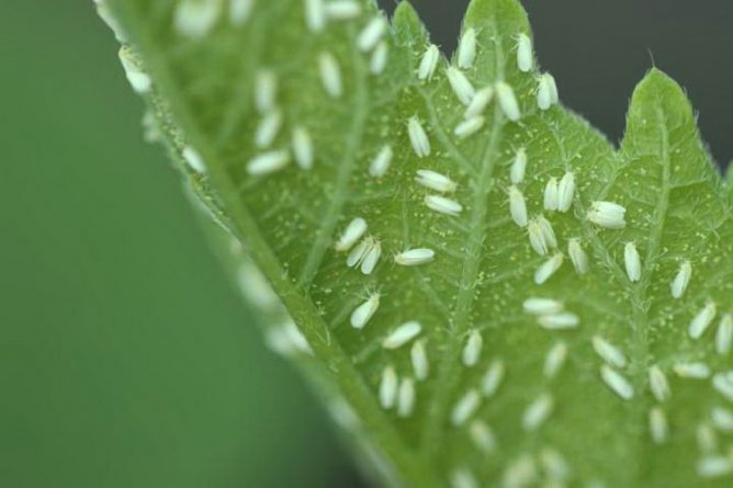  White midges on tomato