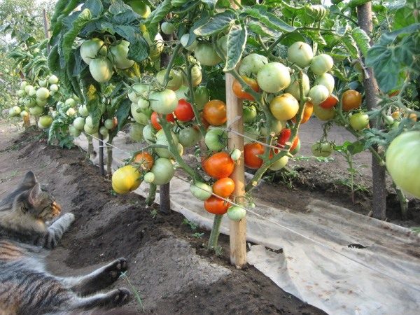  Incluso en Siberia, plantada por el método de I. M.Los arbustos de tomates Maslov dan rendimientos consistentemente altos en campo abierto y en invernaderos.